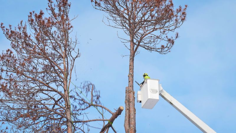 Tree Removal Service detail