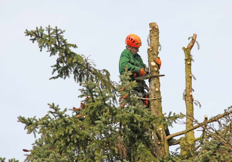 Tree Cutting in Winter