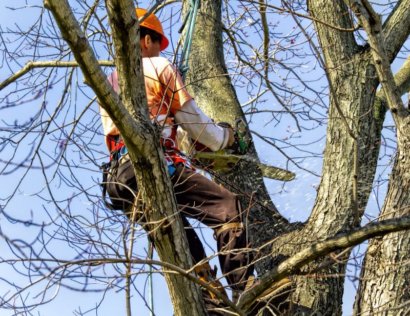 Healthy Tree Removal