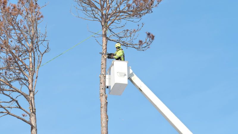 Tree Removal Equipment