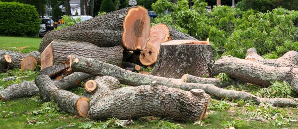Large Tree Removal in Gallatin