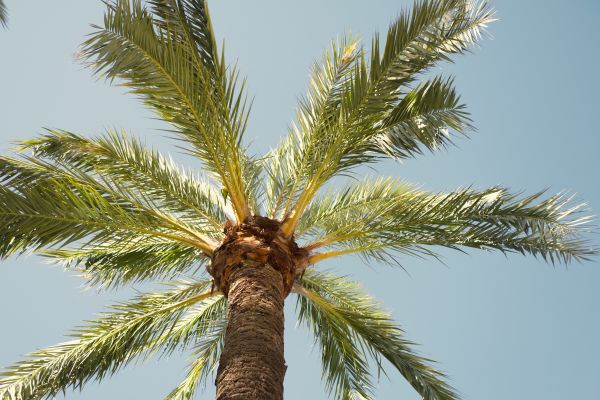 Palm Tree Removal in Gallatin