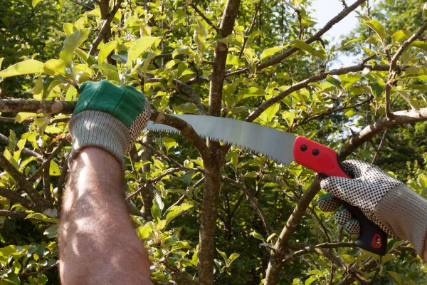 Small Tree Removal in Gallatin