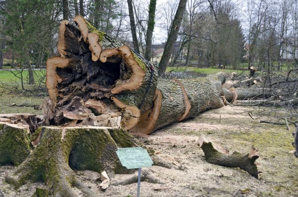 Tree Removal