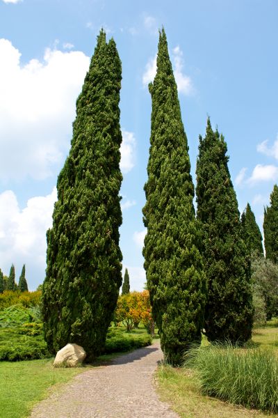 Cost of Cypress Tree Removal in Gallatin