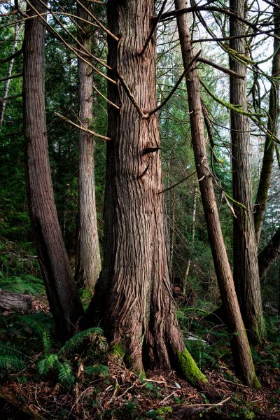 Cedar Tree Clearing