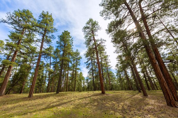 Pine Tree Extraction