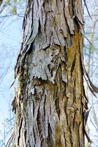 Cost of Hickory Tree Removal in Gallatin