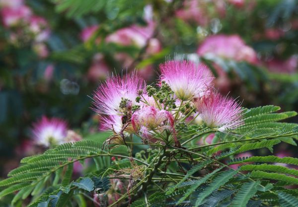 Cost of Mimosa Tree Removal in Gallatin