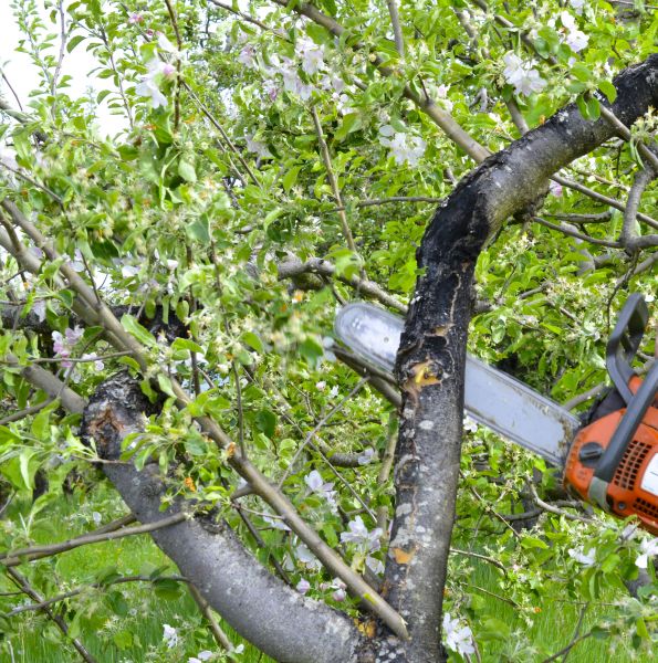 Cost of Apple Tree Removal in Gallatin