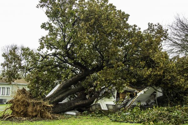Fallen Tree Removal Service