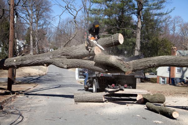 Cost of Residential Tree Removal in Gallatin