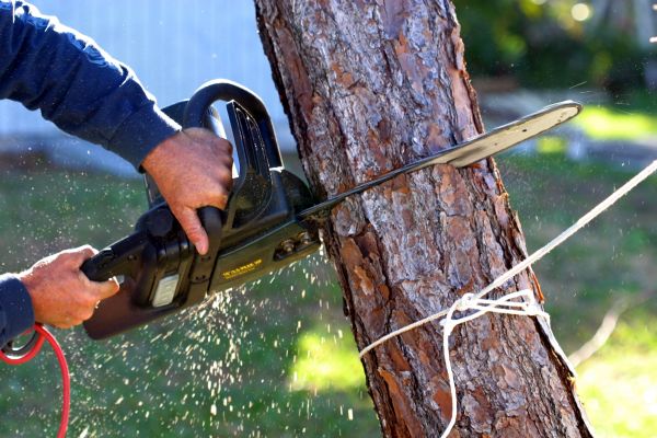 Dead Tree Removal in Gallatin